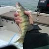 Walleye and Perch fishing charters on Lake Erie...Western Basin...Juls Walleye Fishing Adventures