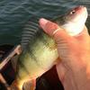 Walleye and Perch fishing charters on Lake Erie...Western Basin...Juls Walleye Fishing Adventures