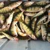 Walleye and Perch fishing charters on Lake Erie...Western Basin...Juls Walleye Fishing Adventures