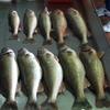 Walleye and Perch fishing charters on Lake Erie...Western Basin...Juls Walleye Fishing Adventures