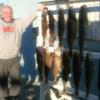 Walleye and Perch fishing charters on Lake Erie...Western Basin...Juls Walleye Fishing Adventures