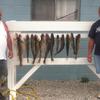 Walleye and Perch fishing charters on Lake Erie...Western Basin...Juls Walleye Fishing Adventures