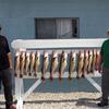 Walleye and Perch fishing charters on Lake Erie...Western Basin...Juls Walleye Fishing Adventures