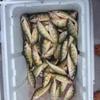 Walleye and Perch fishing charters on Lake Erie...Western Basin...Juls Walleye Fishing Adventures