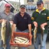 Walleye and Perch fishing on Lake Erie with Juls Walleye Fishing Adventures