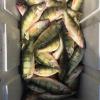 Walleye and Perch fishing on Lake Erie with Juls Walleye Fishing Adventures